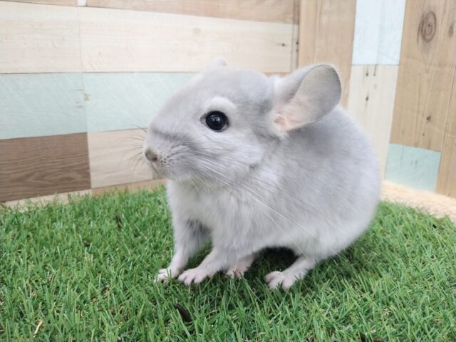 チンチラ