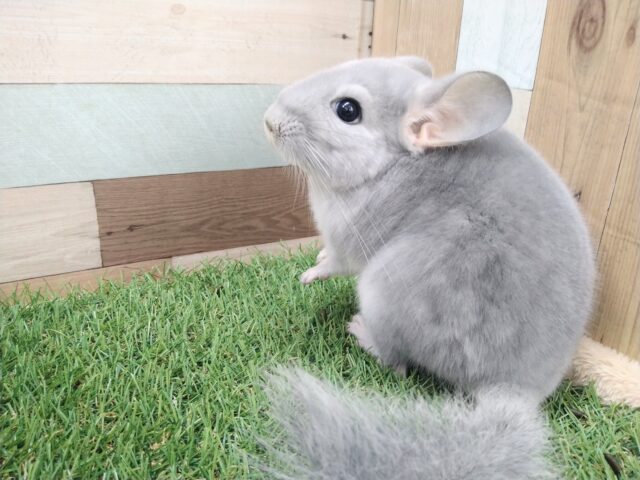 チンチラ
