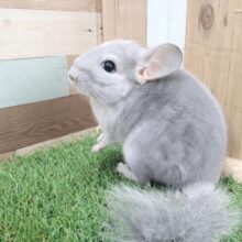 輝きレアカラー✨チンチラブルーダイヤモンド