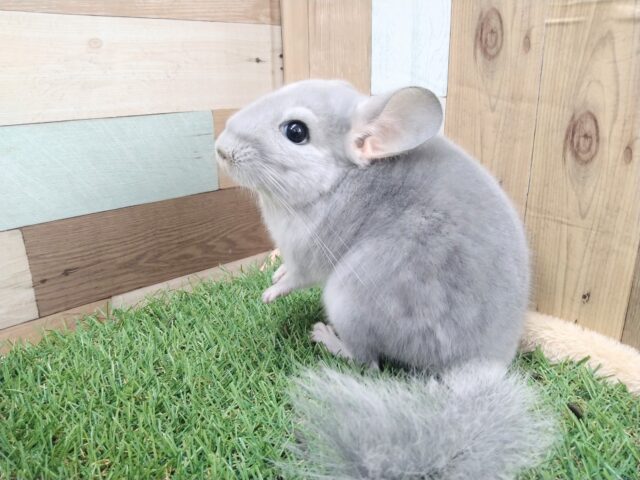 輝きレアカラー✨チンチラブルーダイヤモンド