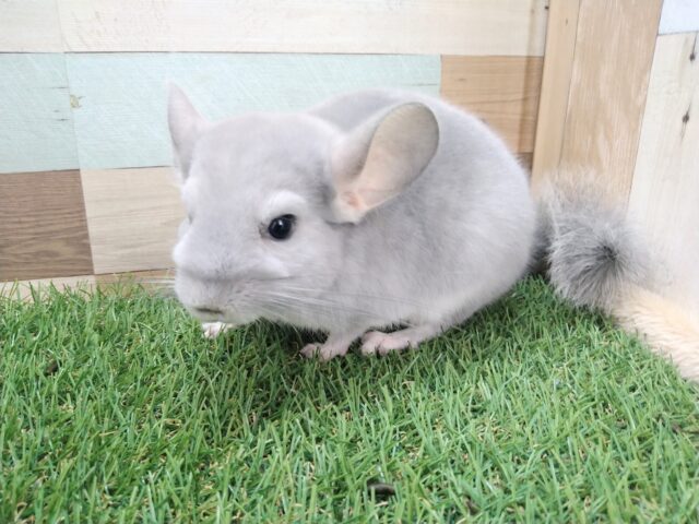 チンチラ
