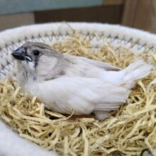 カッコ良すぎるシルバー系のレアカラーキンカ鳥さん