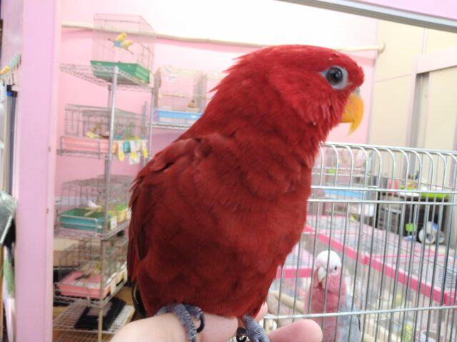 ヒインコ