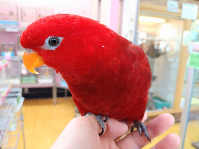 ヒインコ