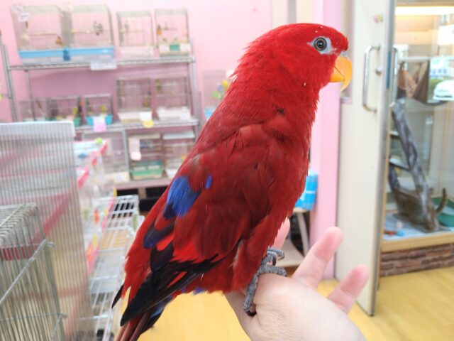 ヒインコ