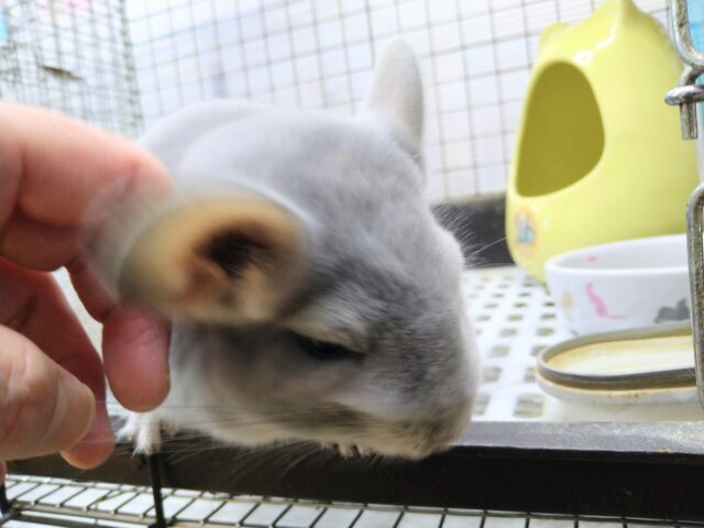 チンチラ