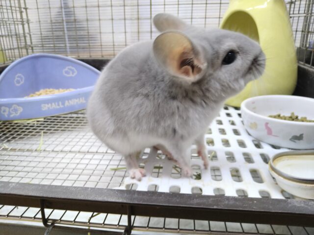チンチラ