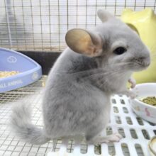 最新画像・動画あります！めちゃきゃわ😍輝きレアカラー✨チンチラブルーダイヤモンド