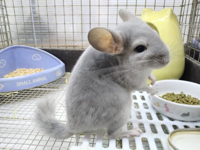 最新画像・動画あります！めちゃきゃわ😍輝きレアカラー✨チンチラブルーダイヤモンド