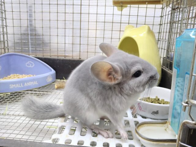 チンチラ
