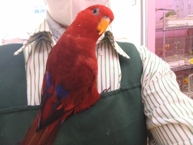 ヒインコ