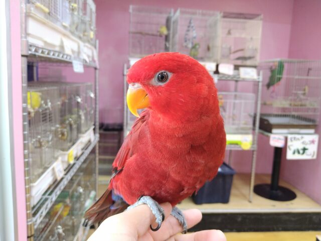 ヒインコ