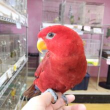 最新画像あります！お散歩動画あります🎥リズムに乗れちゃう情熱レッド❤️‍🔥ヒインコ🔴