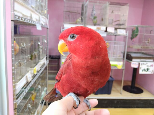 最新画像あります！お散歩動画あります🎥リズムに乗れちゃう情熱レッド❤️‍🔥ヒインコ🔴