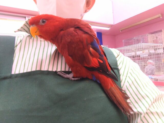 ヒインコ