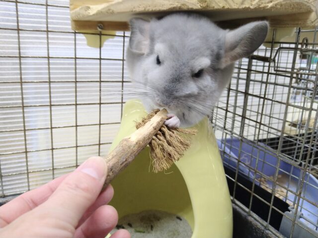 チンチラ
