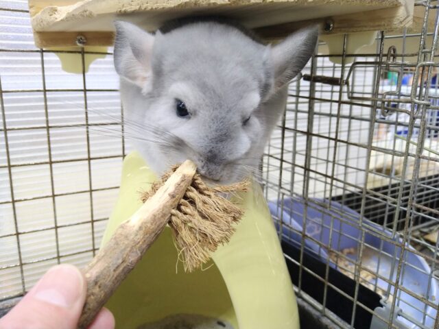 チンチラ