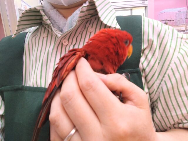 ヒインコ