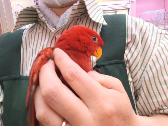 ヒインコ