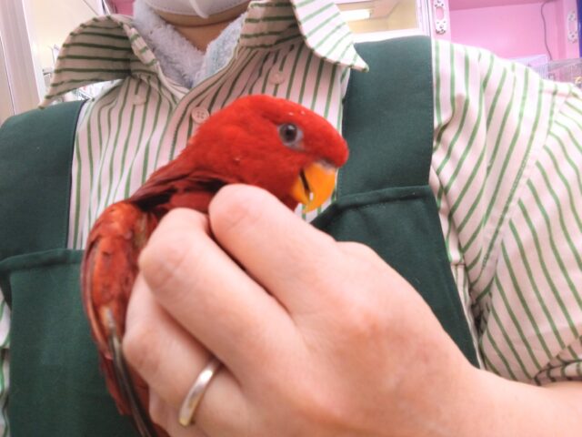 ヒインコ