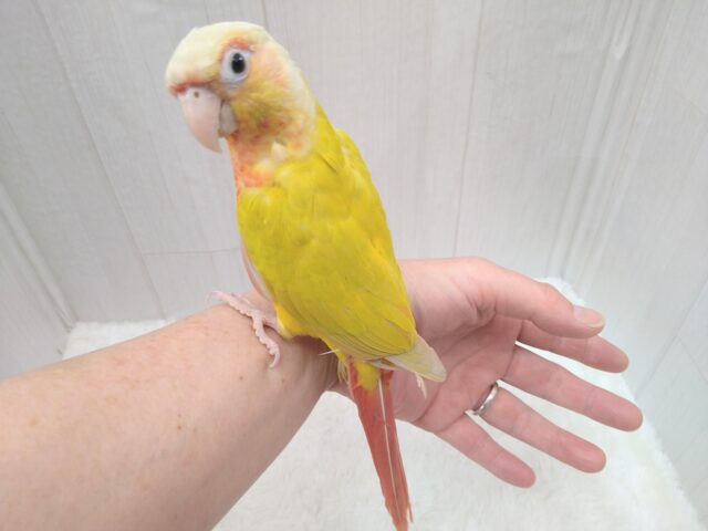 ホオミドリウロコインコ