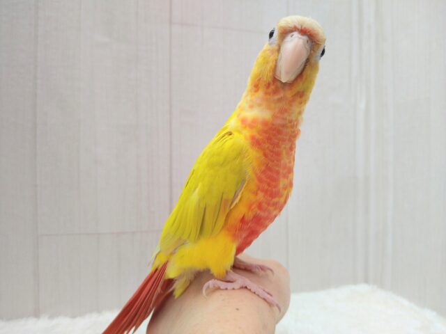 ホオミドリウロコインコ