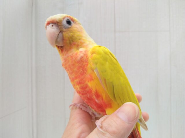 ホオミドリウロコインコ
