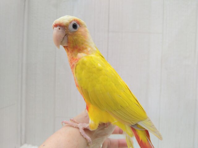 ホオミドリウロコインコ