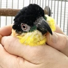 最新画像あり⭐️動画あり⭐️カキカキ待ちです☺️🖤 スグロシロハラインコ