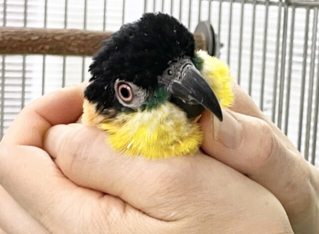 最新画像あり⭐️動画あり⭐️カキカキ待ちです☺️🖤 スグロシロハラインコ
