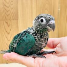ぱっちりお目目に落ち着きカラー🩵💎✨オホミドリウロコインコちゃん！(ブルー)(ヒナ)