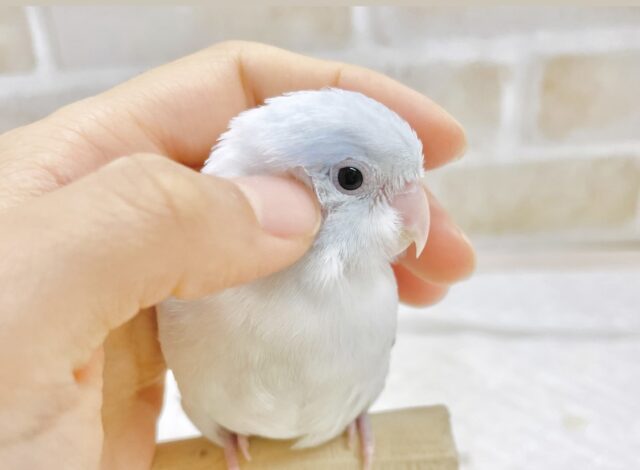 最新画像あり⭐️動画あり⭐︎人気カラー🩵マメルリハインコ（アメリカンホワイト）
