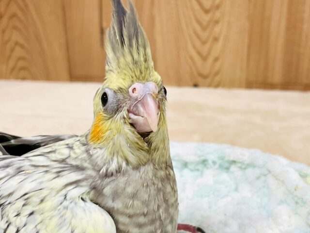 オカメインコ