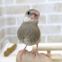 最新画像あり⭐️キュートフェイスな桜さん🥰桜文鳥