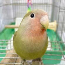 最新画像あり⭐️動画更新⭐️抹茶グリーンが魅力的💚🩷コザクラインコ（オリーブ）