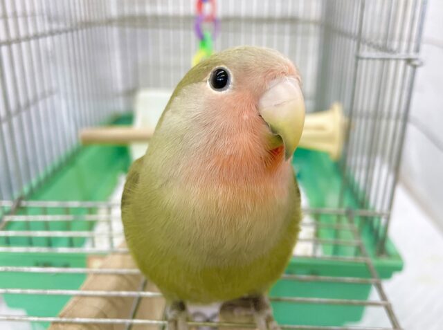 最新画像あり⭐️動画更新⭐️抹茶グリーンが魅力的💚🩷コザクラインコ（オリーブ）