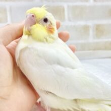 柔らかフェイスのオカメさん〜🤍💛オカメインコ（ルチノー）
