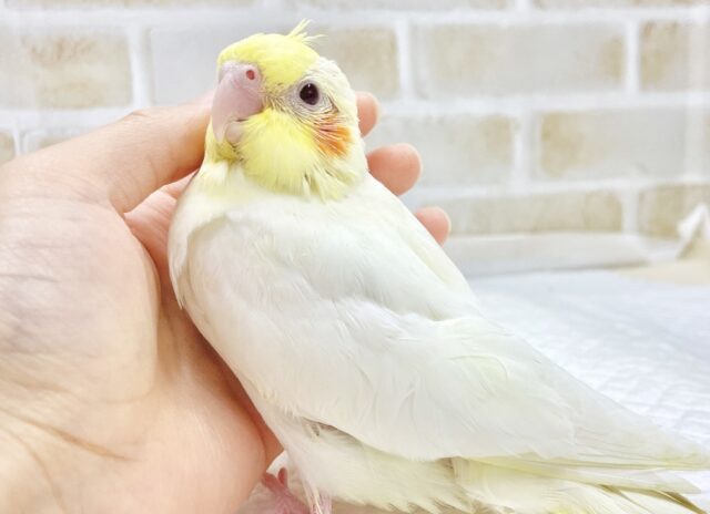 柔らかフェイスのオカメさん〜🤍💛オカメインコ（ルチノー）
