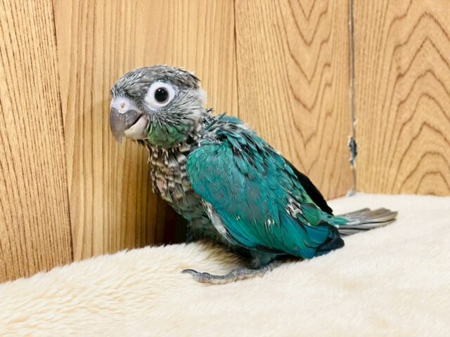 ホオミドリウロコインコ