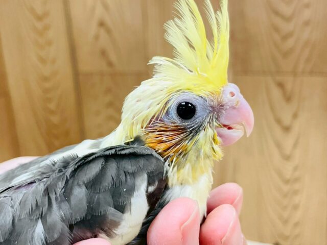 オカメインコ