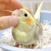 最新画像あり⭐️淡いカラーが魅力的🤍💛オカメインコ（シナモンパイド）
