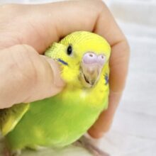 最新画像あり⭐️フレッシュツートン🍋🍐セキセイインコ（グリーンスパングル）