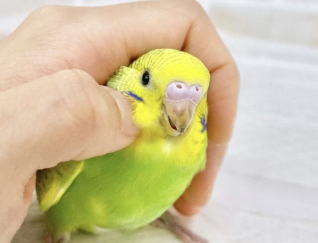 最新画像あり⭐️フレッシュツートン🍋🍐セキセイインコ（グリーンスパングル）