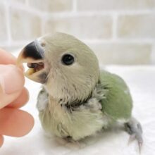 最新画像あり⭐️まん丸お目目のコザクラちゃん💚コザクラインコ（ノーマル）