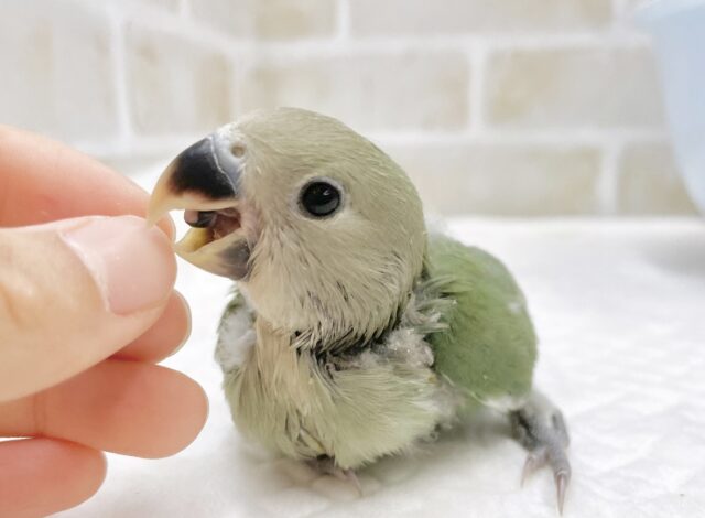 最新画像あり⭐️まん丸お目目のコザクラちゃん💚コザクラインコ（ノーマル）