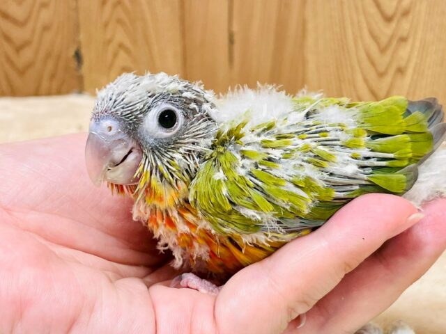 ホオミドリウロコインコ