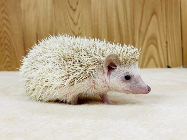 ハリネズミ（ヨツユビハリネズミ）