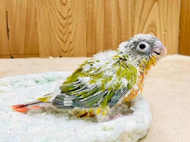 ホオミドリウロコインコ