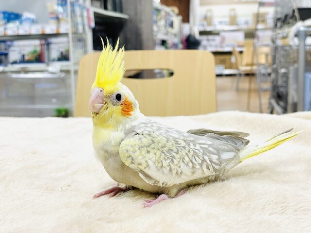 オカメインコ