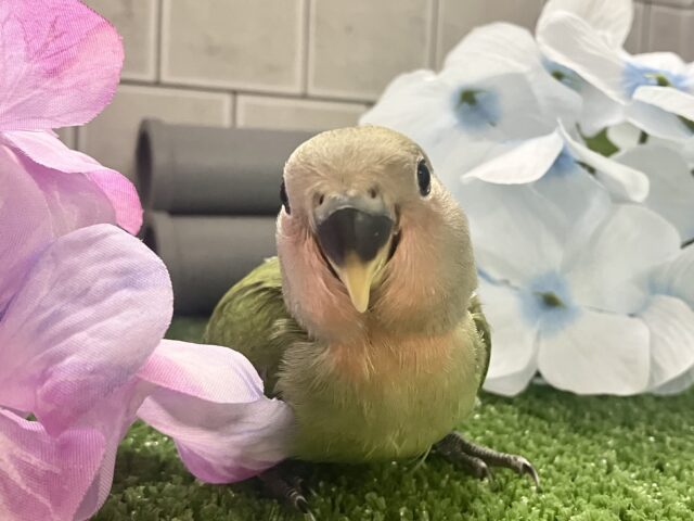 コザクラインコ（小桜インコ）
